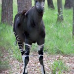okapi
