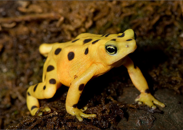 Amphibians Project
