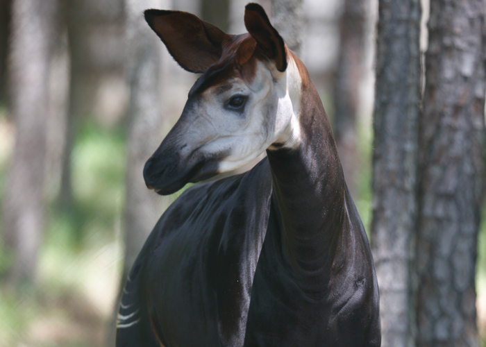 okapi-lg2