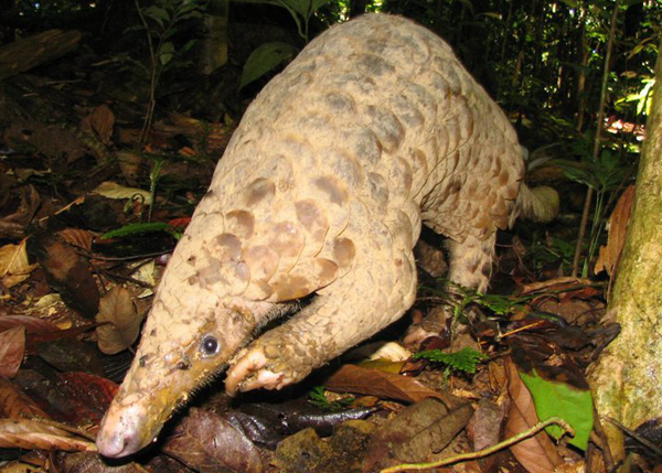 Pangolins Pangolins