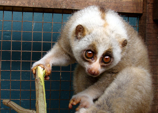 Slow Loris Slow Loris