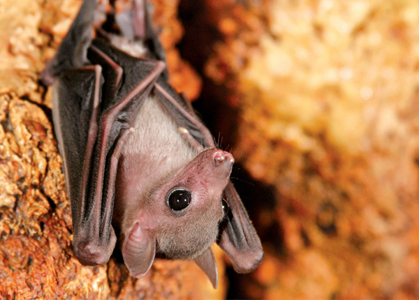 bat-main