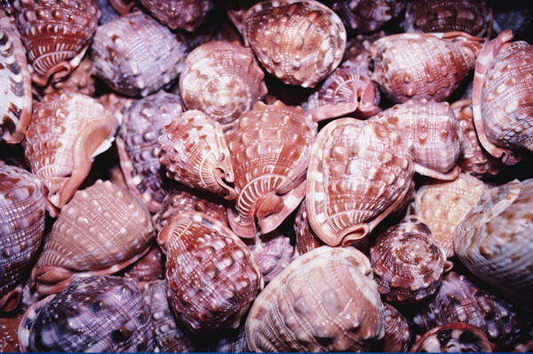 C-EWCL Conch