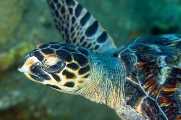 C-EWCL Marine Turtle