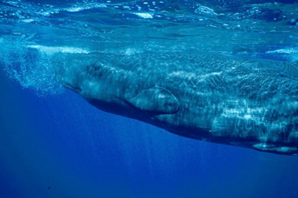 C-EWCL Whale