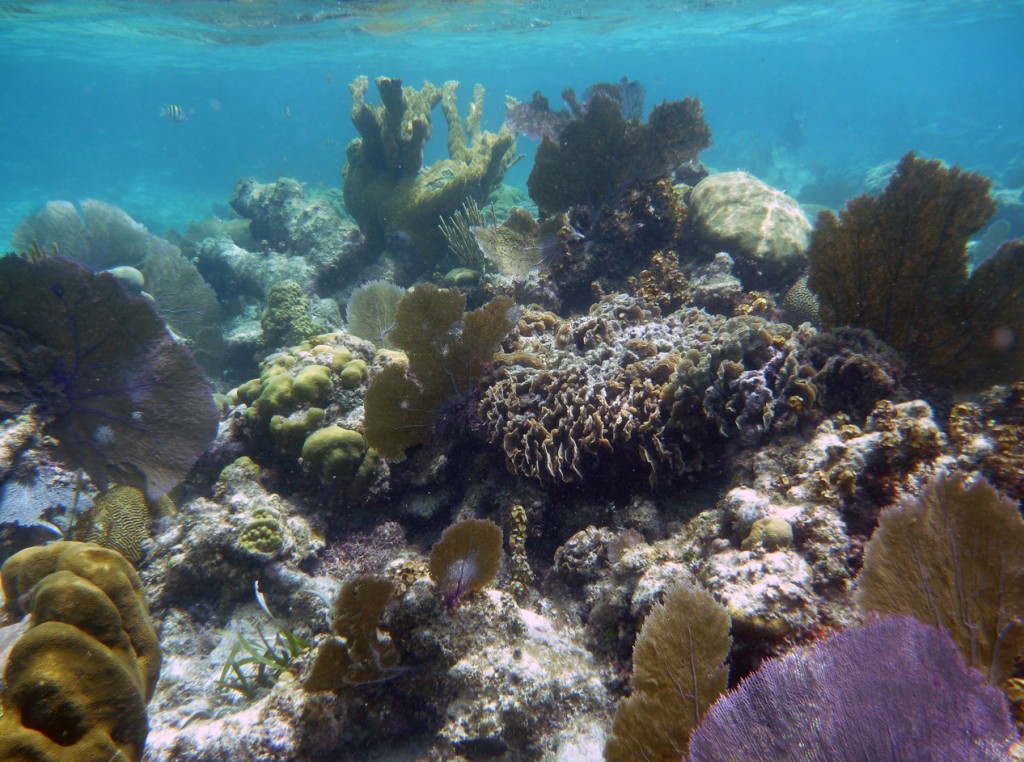 Class 6 - Corals