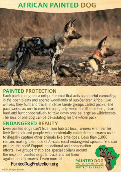 african-painted-dog---trading-cards