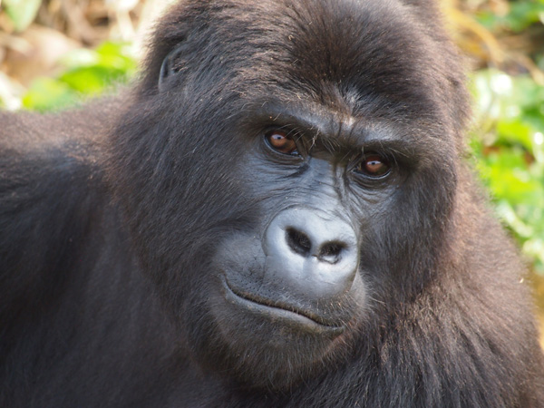 class7-graurs-gorillas